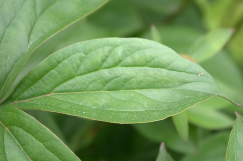 Pivoine 'Souvenir de Marguerite Lemoine'